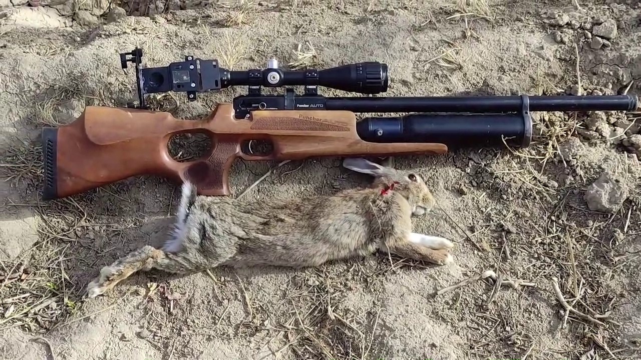 Hunt rabbits and find mushrooms and cook mushrooms