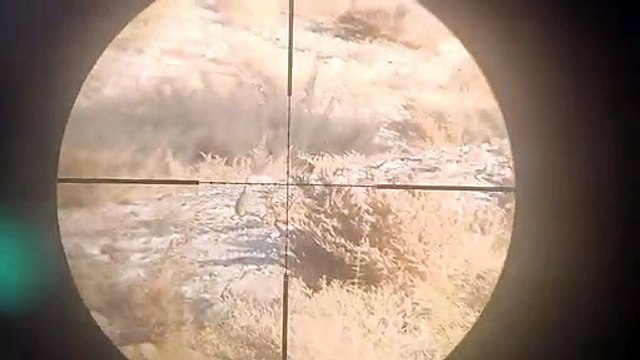 Partridge hunting with PCP air rifle