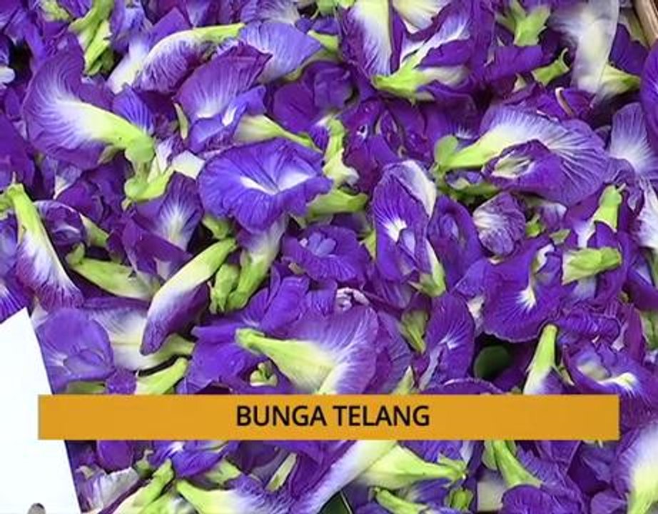 Tanam :  Bunga telang