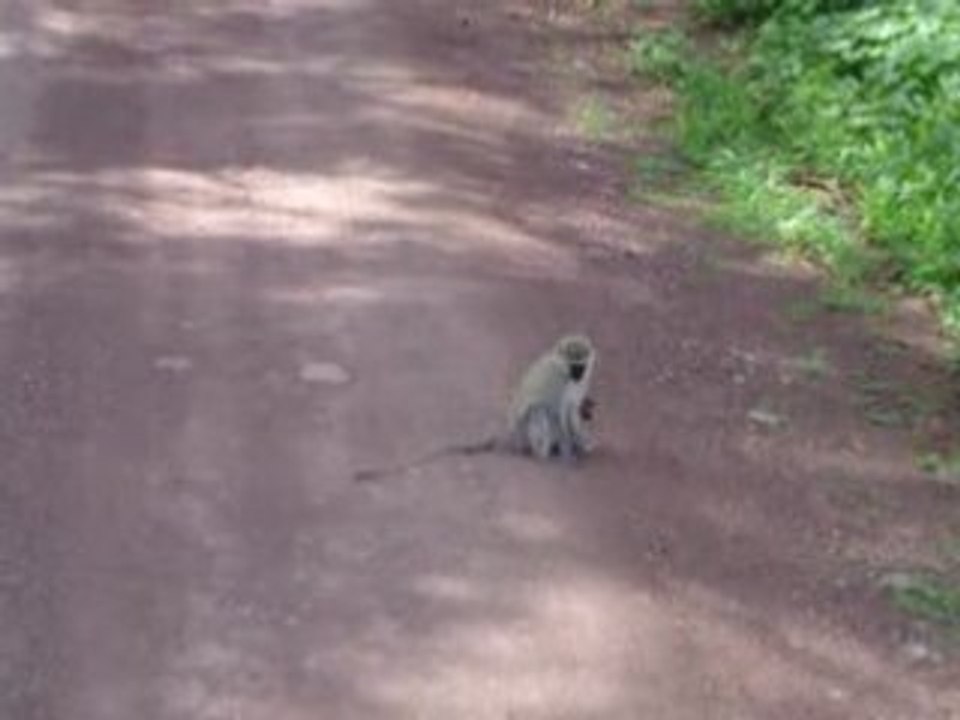 Vervets sur la route Tanzanie