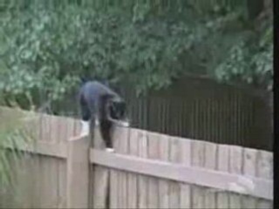 les chat et leurs gamels