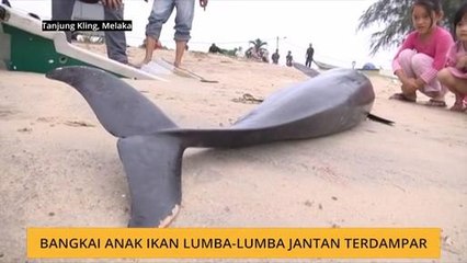 Bangkai anak ikan lumba-lumba jantan terdampar
