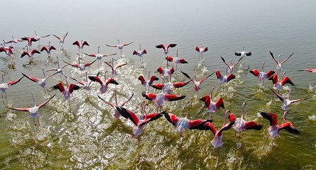 Flamingoların görsel şöleni