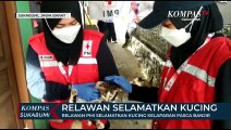 Relawan PMI Selamatkan Kucing Kelaparan Pasca Banjir