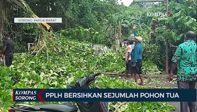 Cegah Korban Sejumlah Pohon Tua Pada Ruas Jalan Di Sorong Dibersihkan PPLH