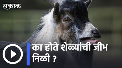 Goats | शेळ्या मेंढ्यांमध्ये ब्लूटंगचा प्रसार होतो 'या' किटकामुळे | Sakal |