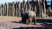 Le parc animalier belge Pairi Daiza annonce la naissance d'un bébé rhinocéros