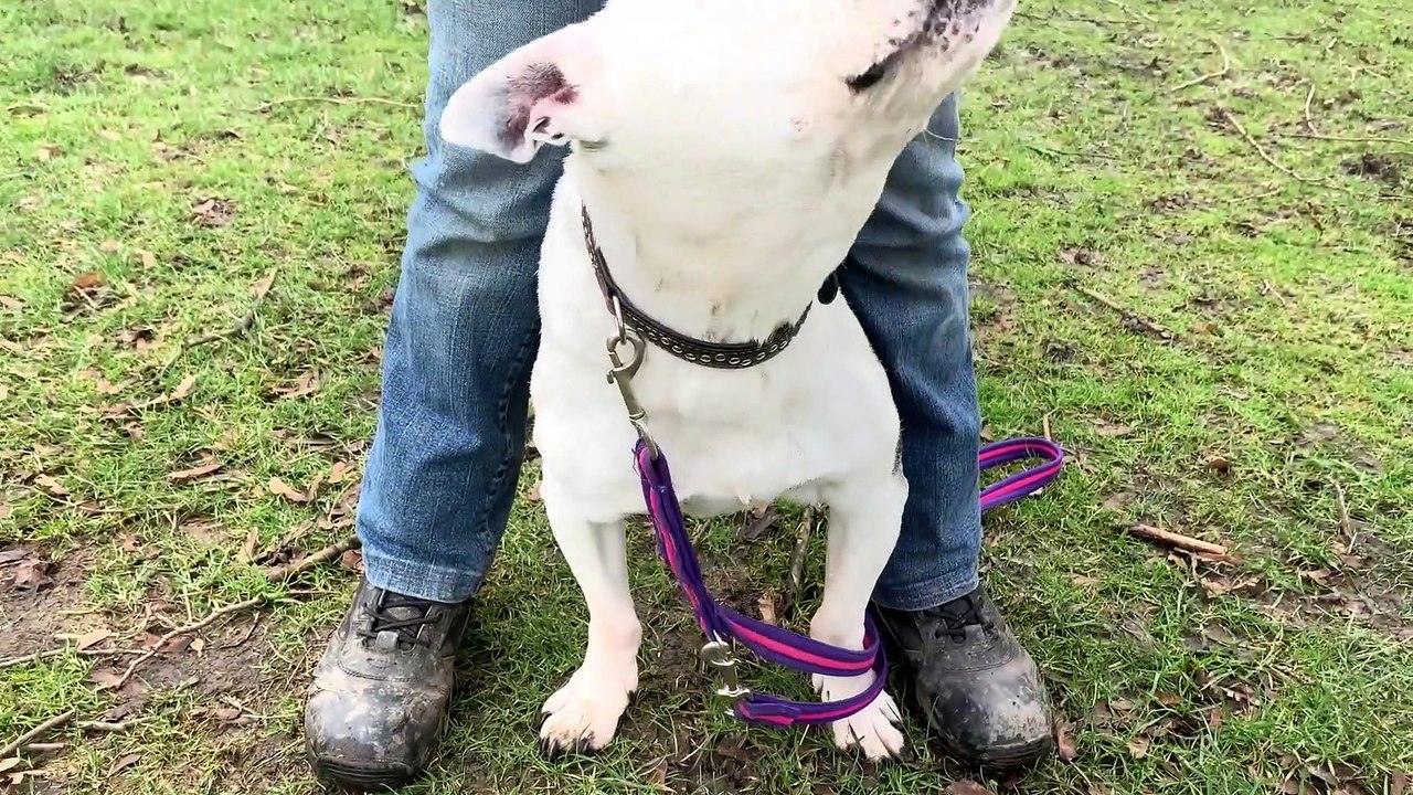 YORKSHIRE’S FAIRY DOG MOTHER: How to handle pandemic-pooches who missed out on puppy training