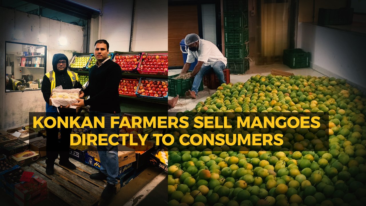 Konkan Farmers Bring Alphonso Mangoes Directly To Your Table Amid Pandemic