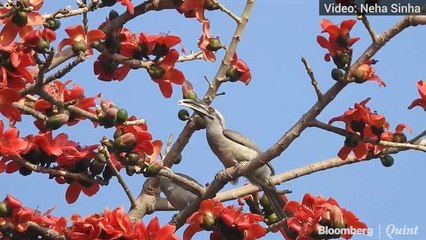 Male Grey Hornbill Feeds Semal To The Female