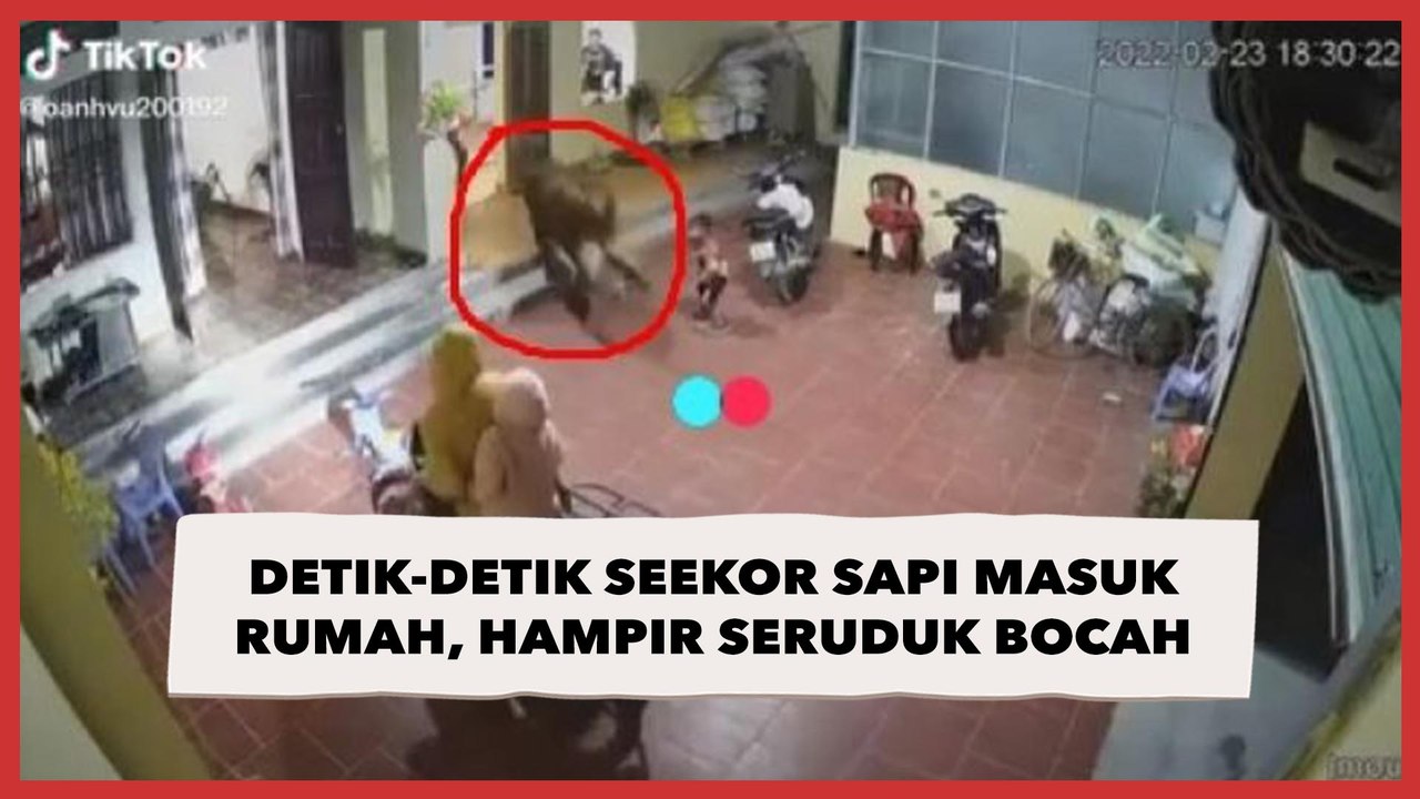 Detik-detik Seekor Sapi Masuk Rumah dan Hampir Seruduk Bocah
