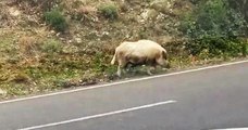Pyrénées-Orientales : une famille rencontre un sanglier entièrement blanc sur le bord de route