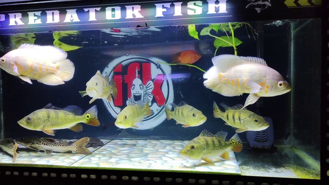 FISH PREDATOR MONSTER AQUARIUM