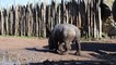 Naissance d'un bébé rhinocéros blanc à Pairi Daiza