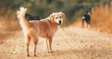 Les chiens vivraient une forme de deuil lorsqu'un de leur semblable meurt, selon une étude