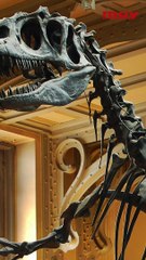 Allosaurus, el león del jurásico.