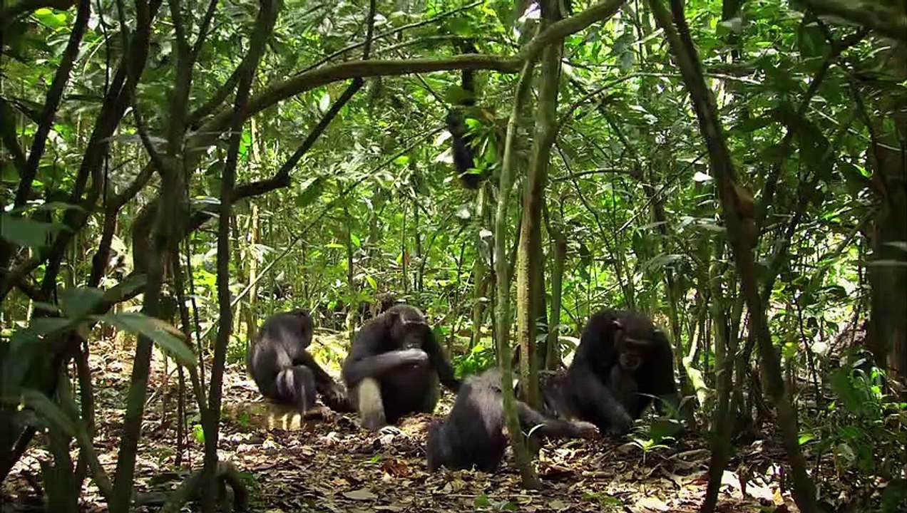 Chimpanzee Tráiler VO
