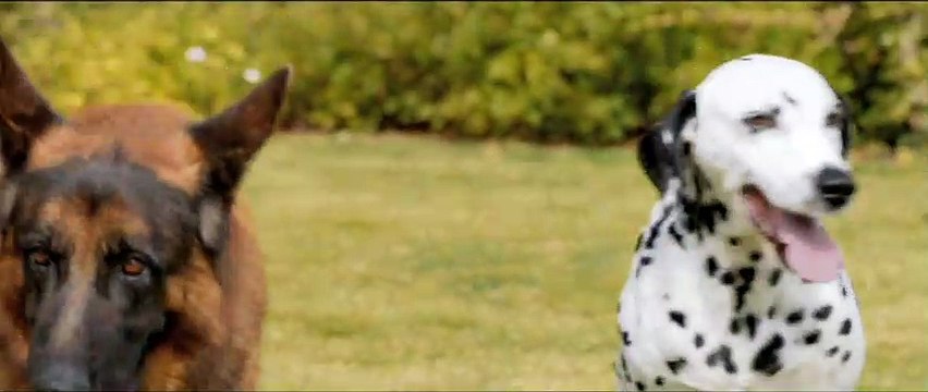 Pancho, el perro millonario Teaser