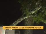 Kanak-kanak maut dihempap pokok