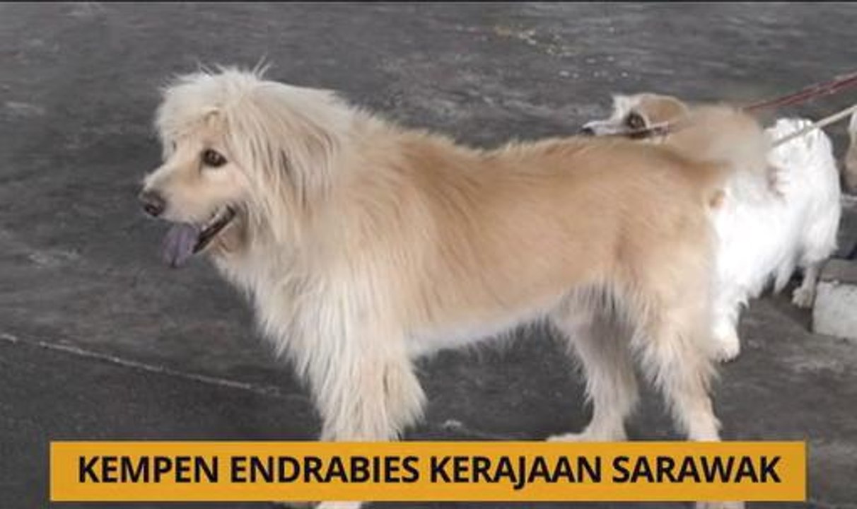 Kalendar Sarawak: Kempen Endrabies kerajaan Sarawak & pelaksanaan SST