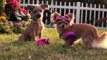 Beverly Hills Chihuahua 3: ¡Viva La Fiesta! Tráiler VO