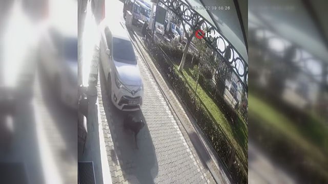 Yolda yatan köpeğin üzerinden aracıyla geçti