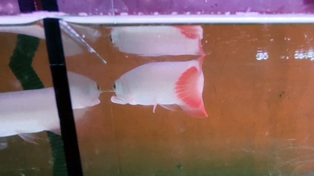 Arowana fish Super Red