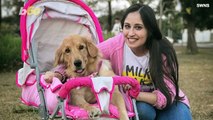 Paralyzed Puppy Abandoned By Owners Finds New  Life With Pink Wheelchair