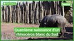Quatrième naissance d’un rhinocéros blanc du Sud à Pairi Daiza