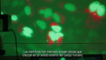 The Immortal Life of Henrietta Lacks Tráiler VO