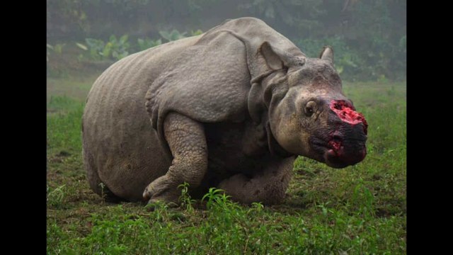 Indian animals | animals | wildlife | wildlife news | Indian wildlife