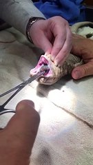 Pulling Sock Out of Lizard's Stomach