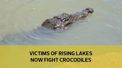 Victims of rising lakes now fight crocodiles
