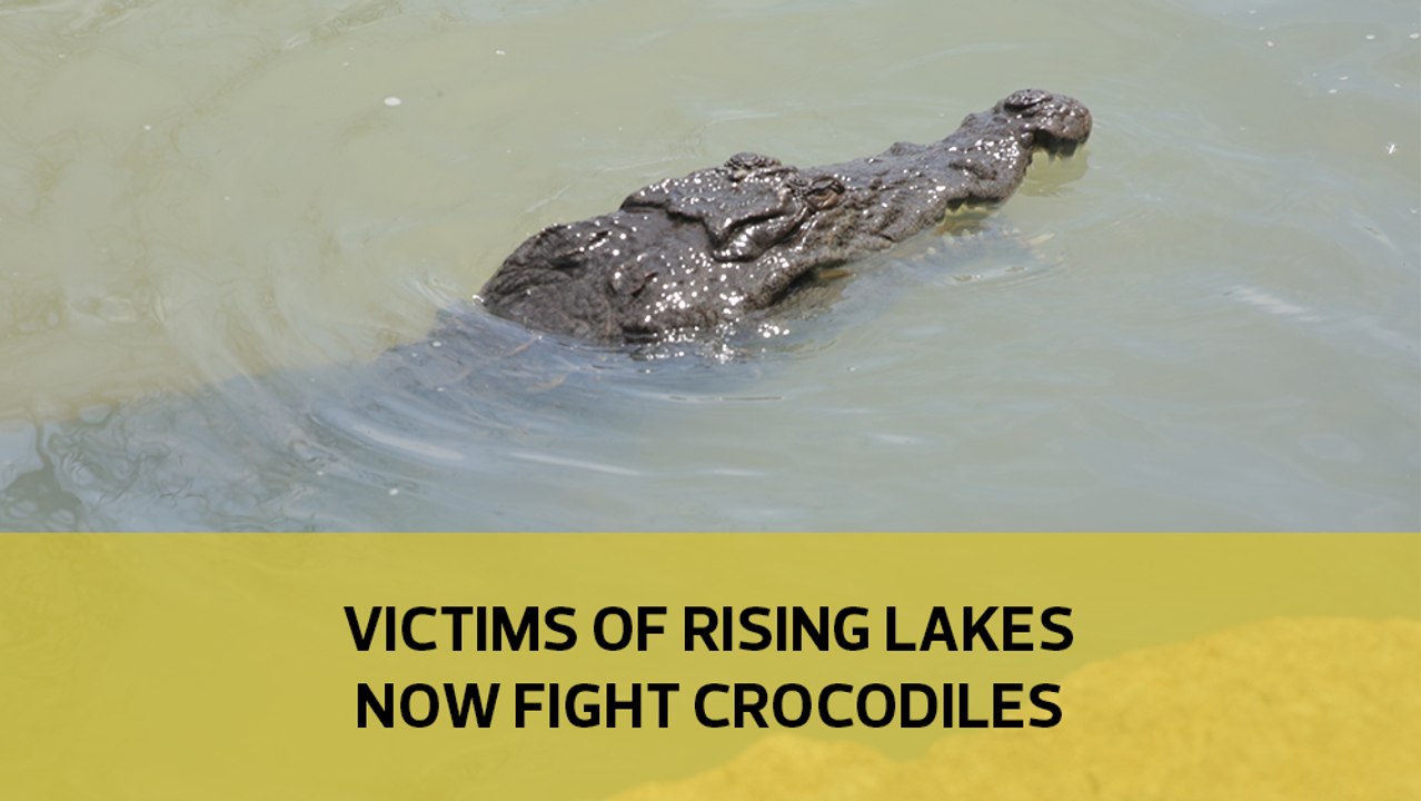 Victims of rising lakes now fight crocodiles