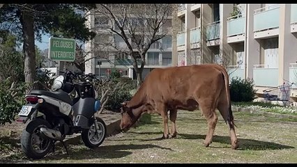 No se metan con mi vaca Tráiler (2)