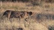 GEO Reportage - Namibie, l'espoir renaît pour les guépards