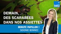 Demain, des insectes dans nos assiettes