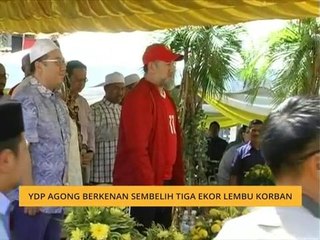 YDP Agong berkenan sembelih tiga ekor lembu korban