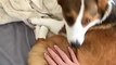 Slap Your Dog's Bum and See What they do| Slap your dog Tiktok Challenge | Pets Dogs Funny Videos