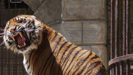 Les tigres de Fort Boyard retirés du programme