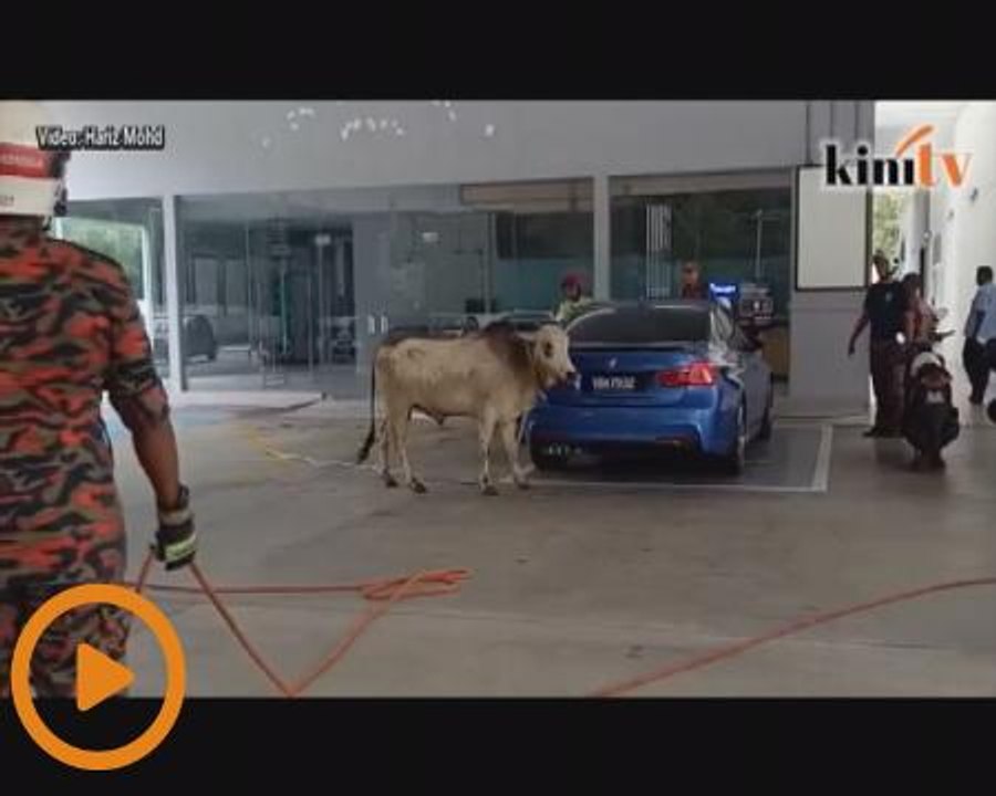 Bomba kejar lembu 10km di Lebuh Raya Persekutuan
