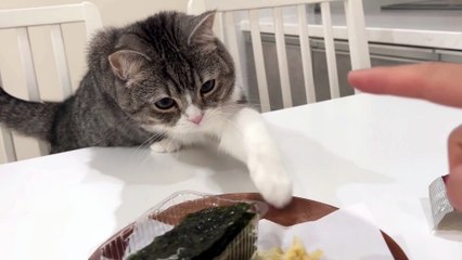 My little kitten stole my snack and eat it.