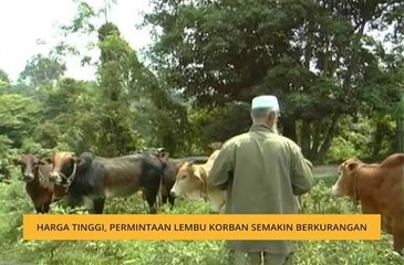 Harga tinggi, permintaan lembu korban semakin berkurangan