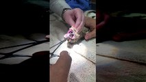 Pulling Sock Out of Lizard's Stomach