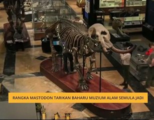 Rangka Mastodon tarikan baharu Muzium Alam Semula Jadi