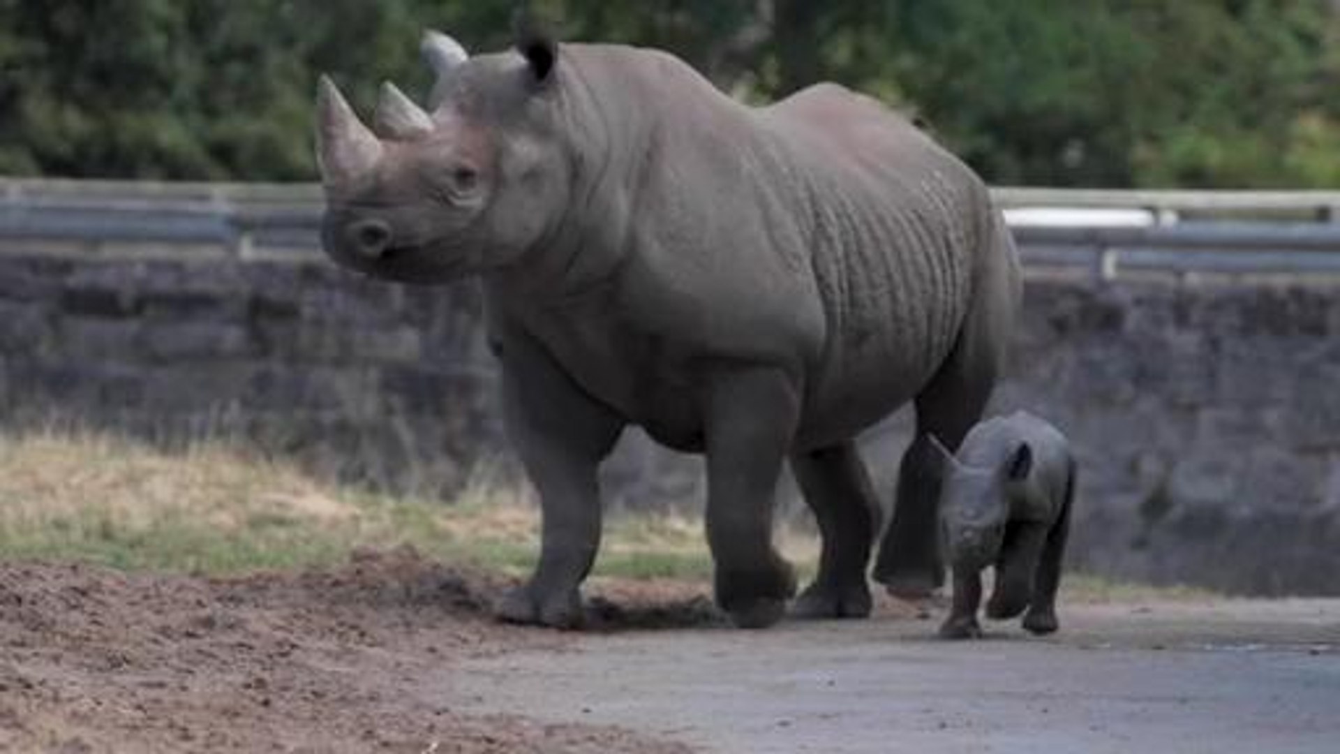 ⁣Baby endangered rhino makes first public appearance