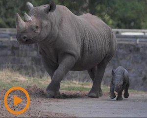 Malindi anak badak sumbu yang mencuit hati