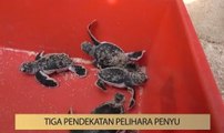 AWANI State [Terengganu]: Tindakan jual telur penyu berleluasa tingkatkan risiko kepupusan