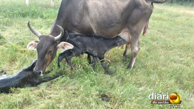 Vaca dá à luz a dois bezerros e surpreende agricultor de São João do Rio do Peixe