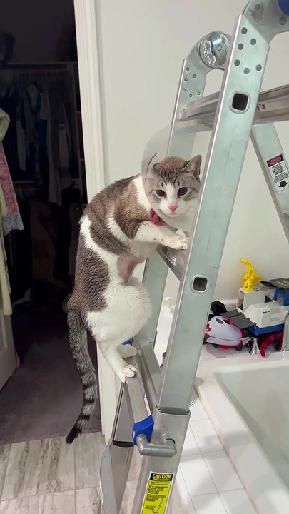 Cat With Cone Struggles with Ladder